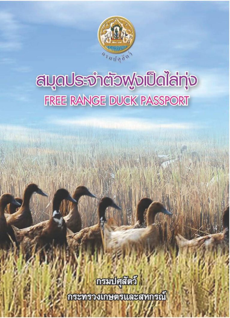 “เป็ดไล่ทุ่ง” วิถีชีวิตเกษตรกรไทย กรมปศุสัตว์ เสริมแกร่ง “ออกสมุดประจำฝูงเป็ด” ยกระดับการเลี้ยงให้ปลอดภัย ปลอดโรค